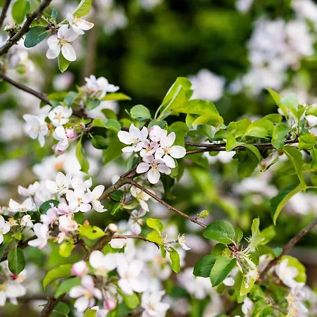 Apartamento Anička Region Liptovský Mikuláš Liptovske Matiasovce