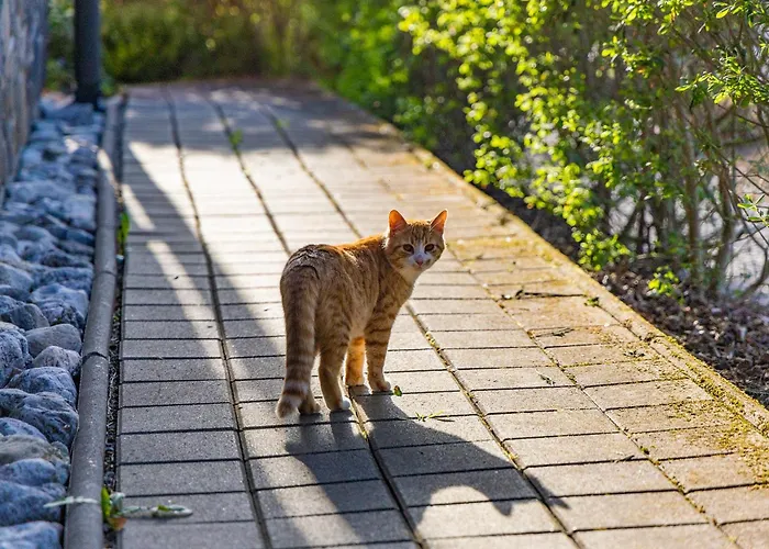 Anicka Region Liptovsky Mikulas * Liptovske Matiasovce